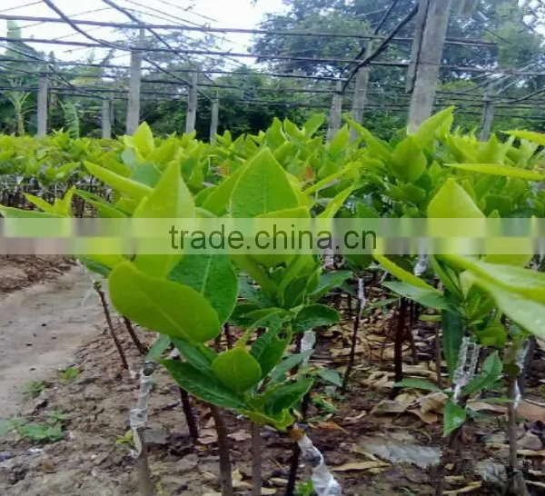 Syzygium Samarangense Tree Seedlings, Java Apple, Semarang Rose-apple, Wax Jambu photo-3