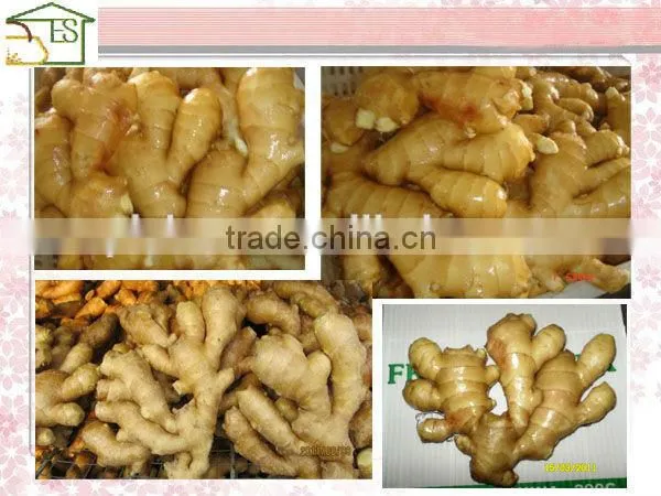 Organic Fresh Ginger photo-4