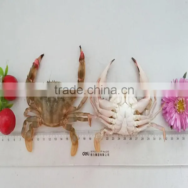 Frozen W/R Mud Crabs photo-3