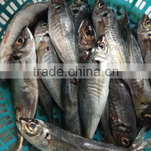 Frozen Horse Mackerel Seafood photo-3