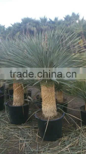 Yucca Rostrata photo-3
