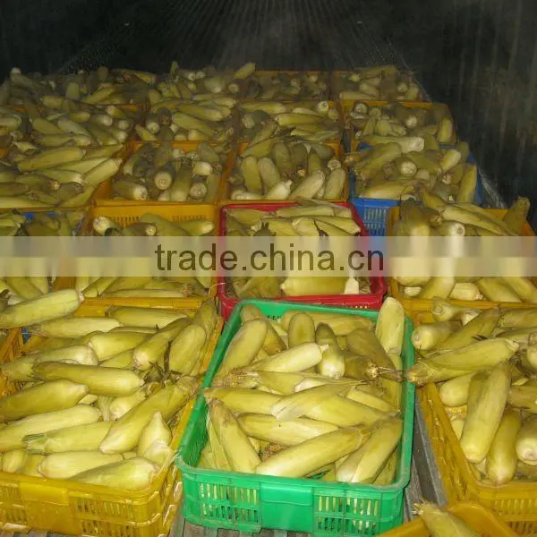 Frozen Yellow Sweet Corn From Vietnam photo-3