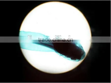 Embryo Slides , Frog Embryo Slides , Embryology Slides ,embryo Teaching Slides photo-3