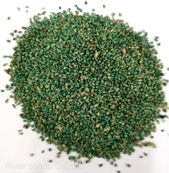 High Quality Bulk Super Green Elephant Napier Grass Seeds for Sale