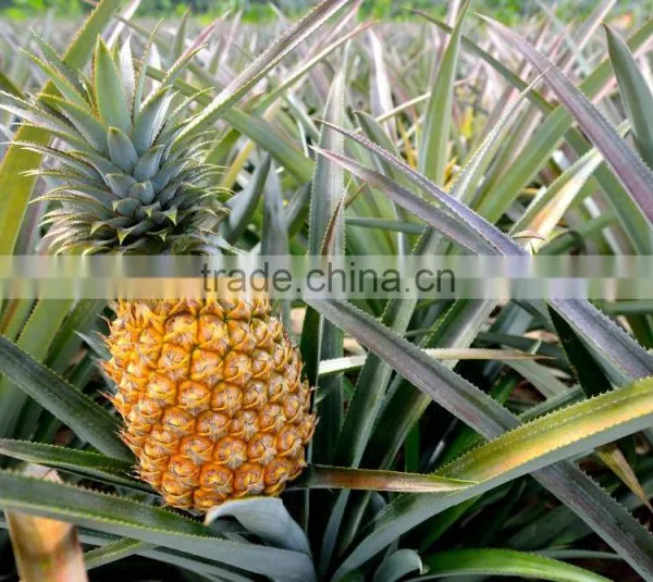 Pineapple Concentrate Juice photo-2