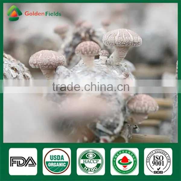 Prices for Shiitake,Shiitake Mushrooms 1kg, Edible Mushrooms photo-6