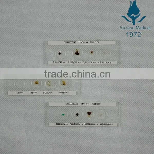 Microscope Slides With 4 Specimen on 1 Slide photo-2