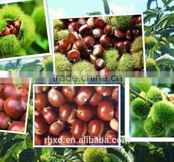 Chinese Chestnut photo-2