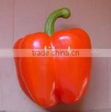 Egypt Red Sweet Pepper