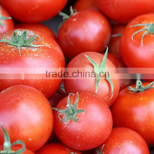 Fresh Tomato ( Normal - Cherry ) photo-3