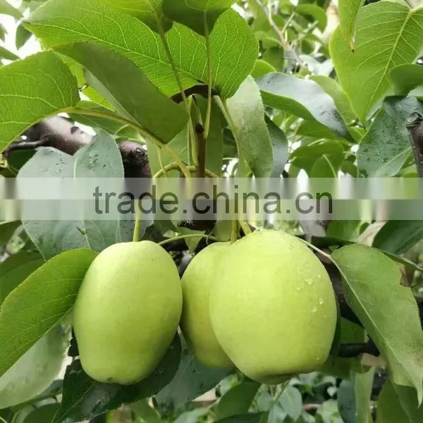 Year 2016 New Season Shandong Pears photo-2