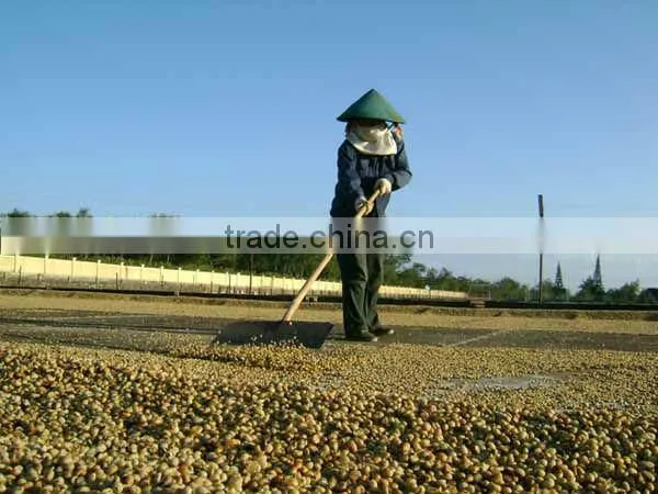 WASHED ARABICA GREEN COFFEE BEANS GRADE 2 SCREEN 13 photo-6