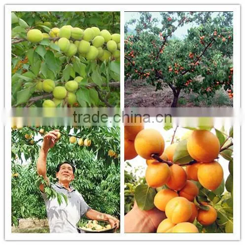 Water Soluble Quick Release Organic Fertilizer 3-0-12 photo-4