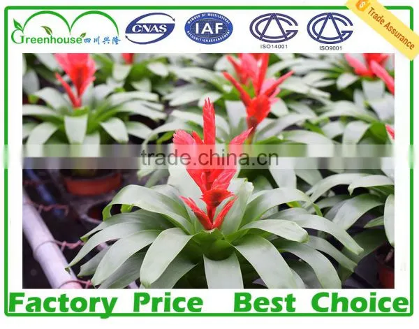 Commercial Greenhouses photo-5