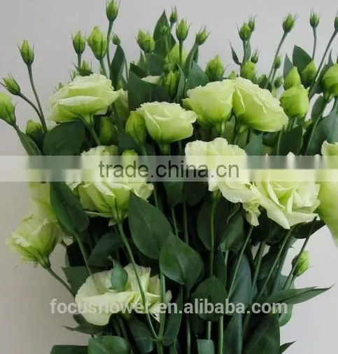 Right Season Fresh Green Eustomas With High Quality photo-5