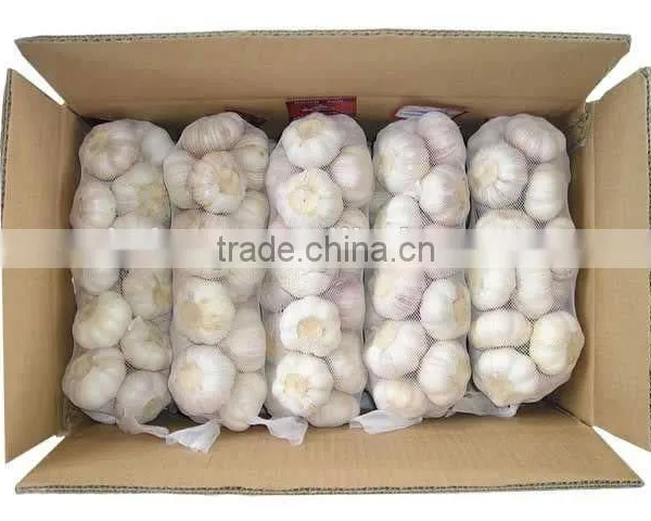 New Crop China Shandong Fresh Garlic ---Normal White and Pure White Garlic photo-2