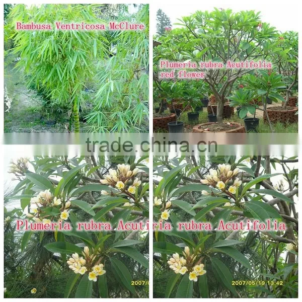 Outdoor Green Decorative Ornamental Foliage Landscaping Green Arbor Plants Trees photo-3