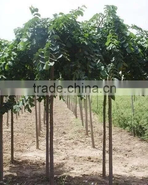 Ulmus Pumila L. Seedling photo-3