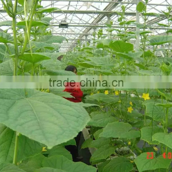 Greenhouse Vegetables photo-3