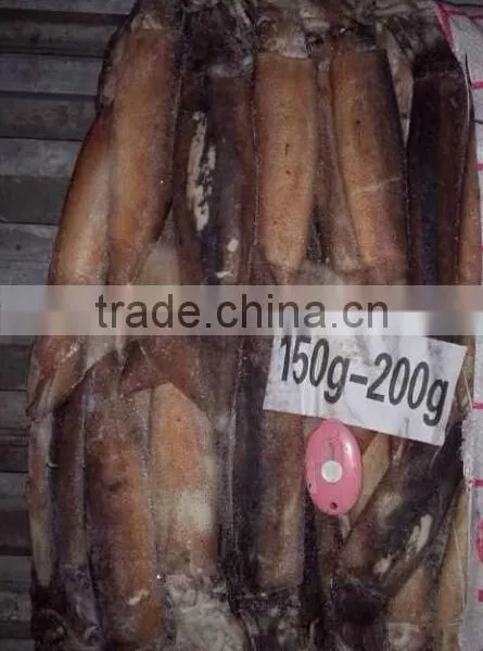 Frozen Illex Squid photo-5