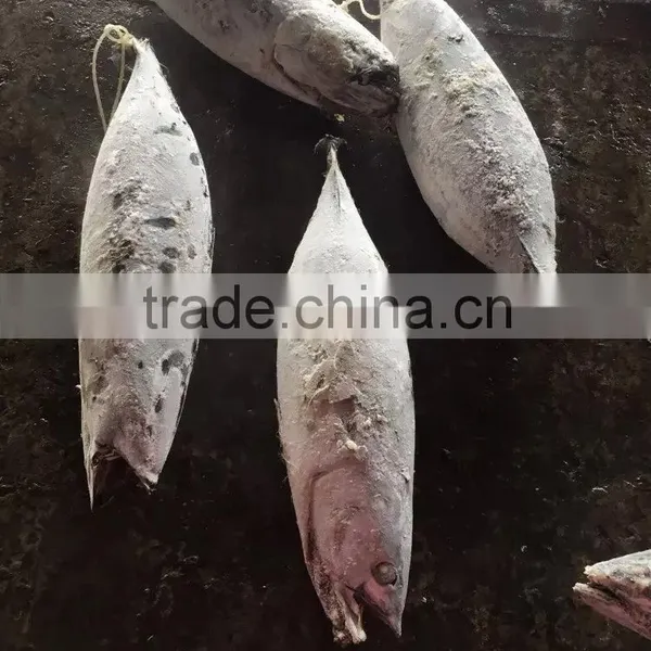 Longline Frozen Skipjack Tuna ( Katsuwonus Pelamis) photo-2