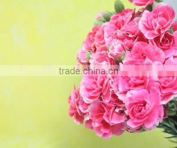 Good Smell Hot Sale Fresh Cut Carnations and Roses photo-3