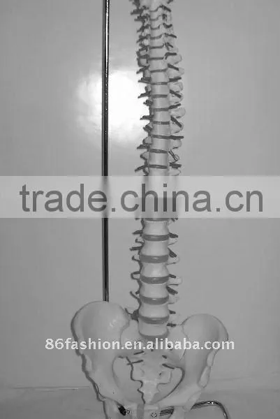 Realistic Education Skeleton Model,spine Model