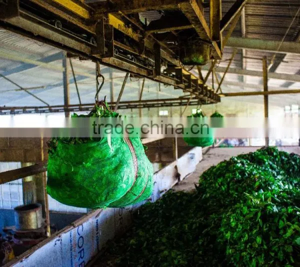 High Quality Tea and Compitive Price Green Tea SP2 photo-4