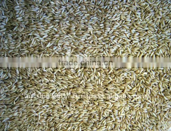 QATS - FEED OAT