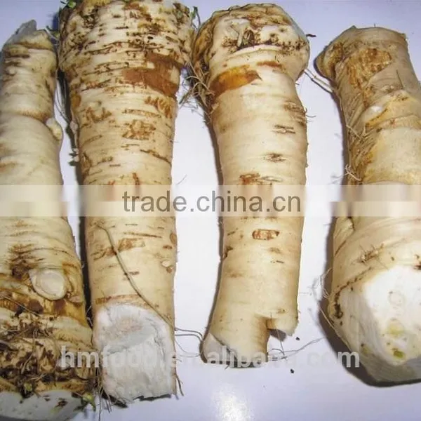 Fresh Horseradish for Sauce photo-6