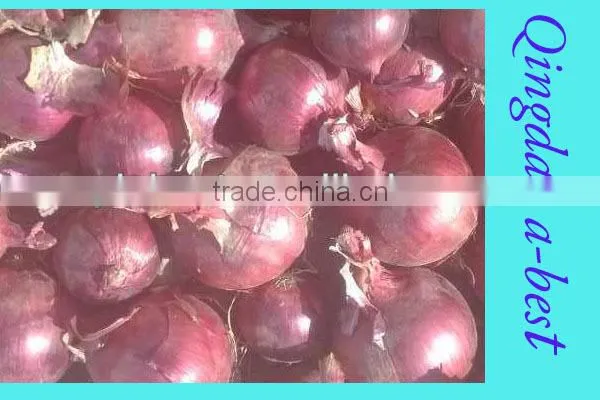 Fres Onion photo-5