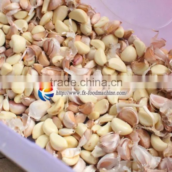FX-139 High Efficiency Commercial Fresh Garlic Processing Machine / Garlic Dividing Machne / Garlic Separator photo-5