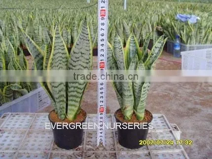 Sansevieria Laurentii