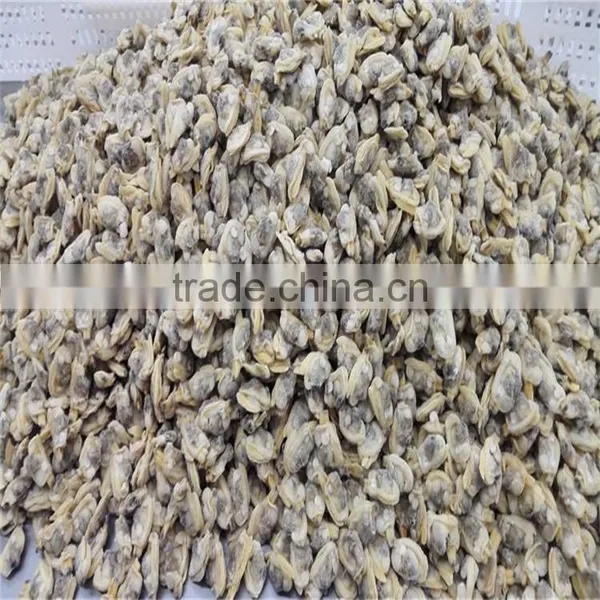Frozen Cooked Shellfish Type Variegated Clam photo-3