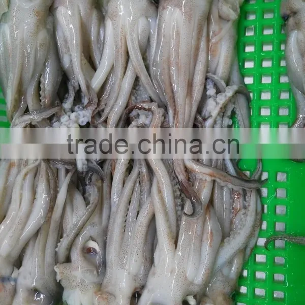 Frozen Fresh BQF Squid Head no Chemical Treated in Sale photo-3