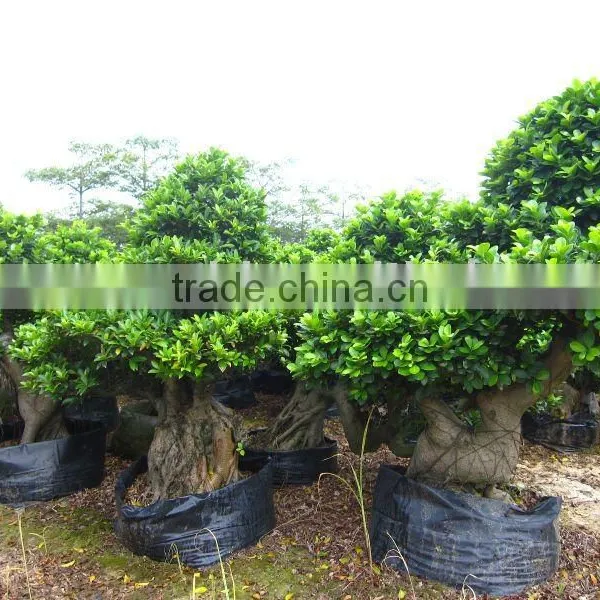 Ficus Microcarpa Retailer