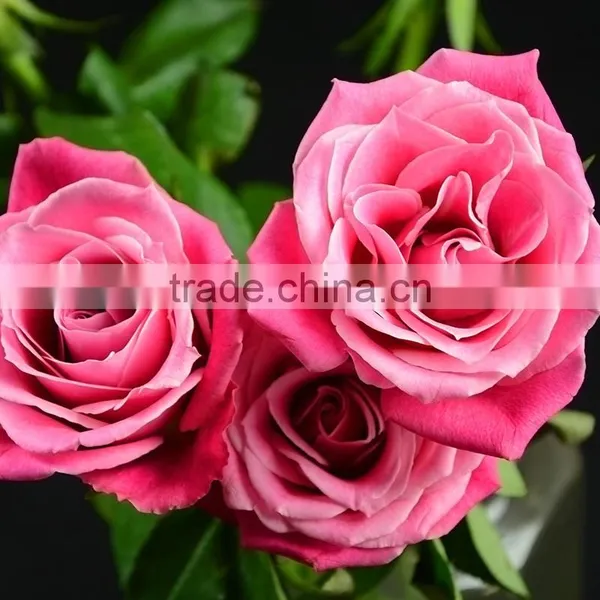 Beautiful Natural Fresh Cut Roses Flower 60-80CM Long Stem From Yunnan,China photo-3