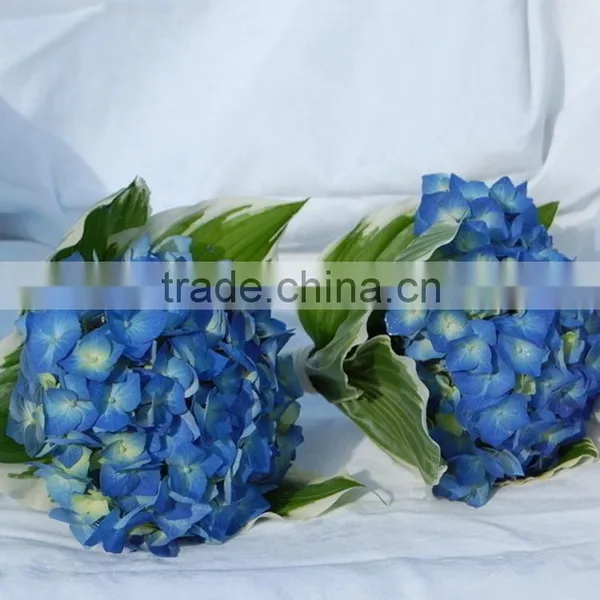 High Grade Best-Selling Hydrangea Flowers for Sale photo-6