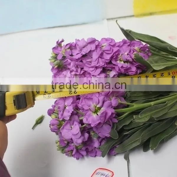 Cheap Best-Selling Light Purple Violets photo-4