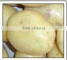 Potato