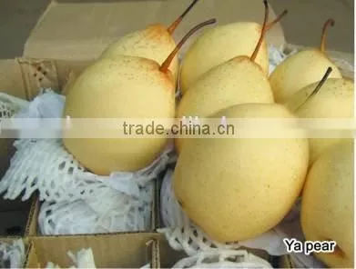 Huangguan Pear/ Crown Pear / Golden Pear photo-2