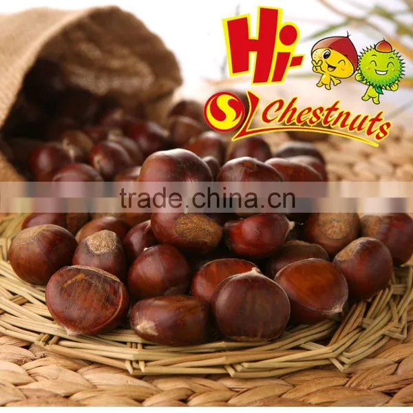 New Crop Organic Fresh Chestnuts ---Raw Fresh Chestnut Selling photo-2
