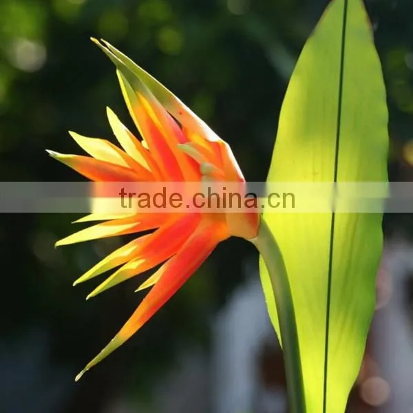Fresh Cut Flowers Bird of Paradise Flowers photo-3