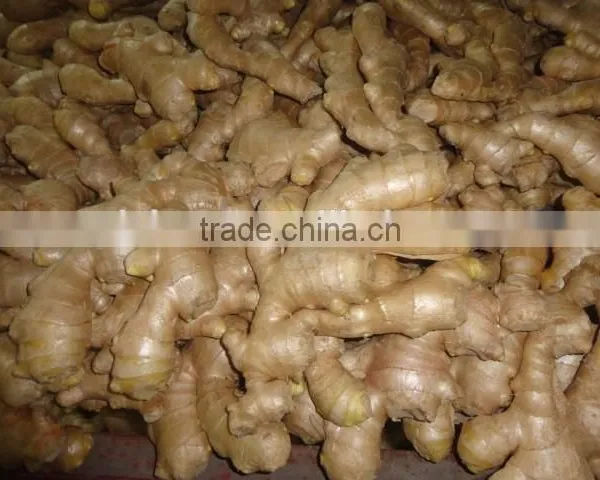 Fresh Ginger photo-6