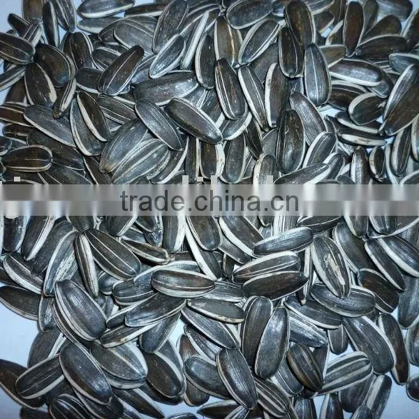 Sunflower Seeds, US Type, 5009, 180g/tsw