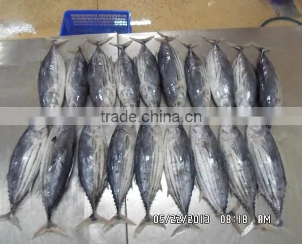 Skipjack Tuna photo-2