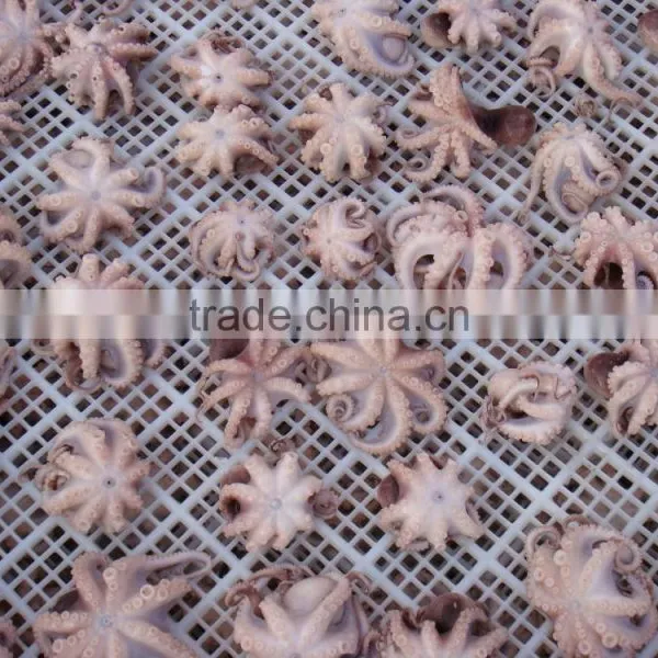 Frozen Baby Otopus IQF photo-6