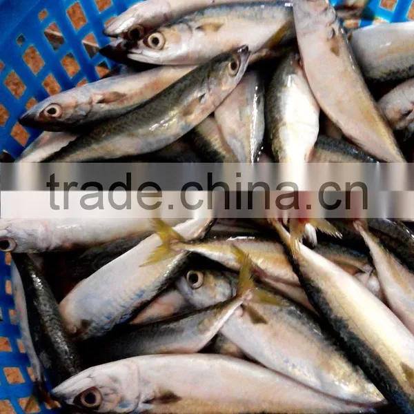 Frozen Whole Round Pacific Mackerel photo-2