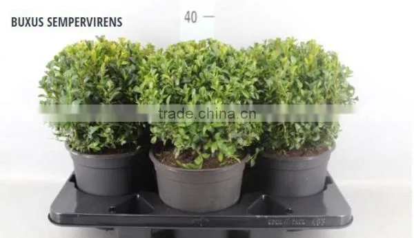 BUXUS SEMPERVIRENS