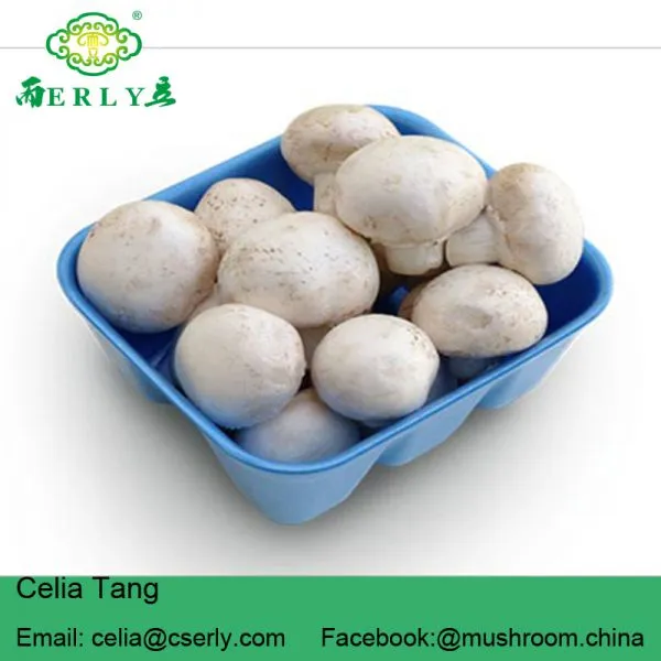 Fresh Champignon Mushroom